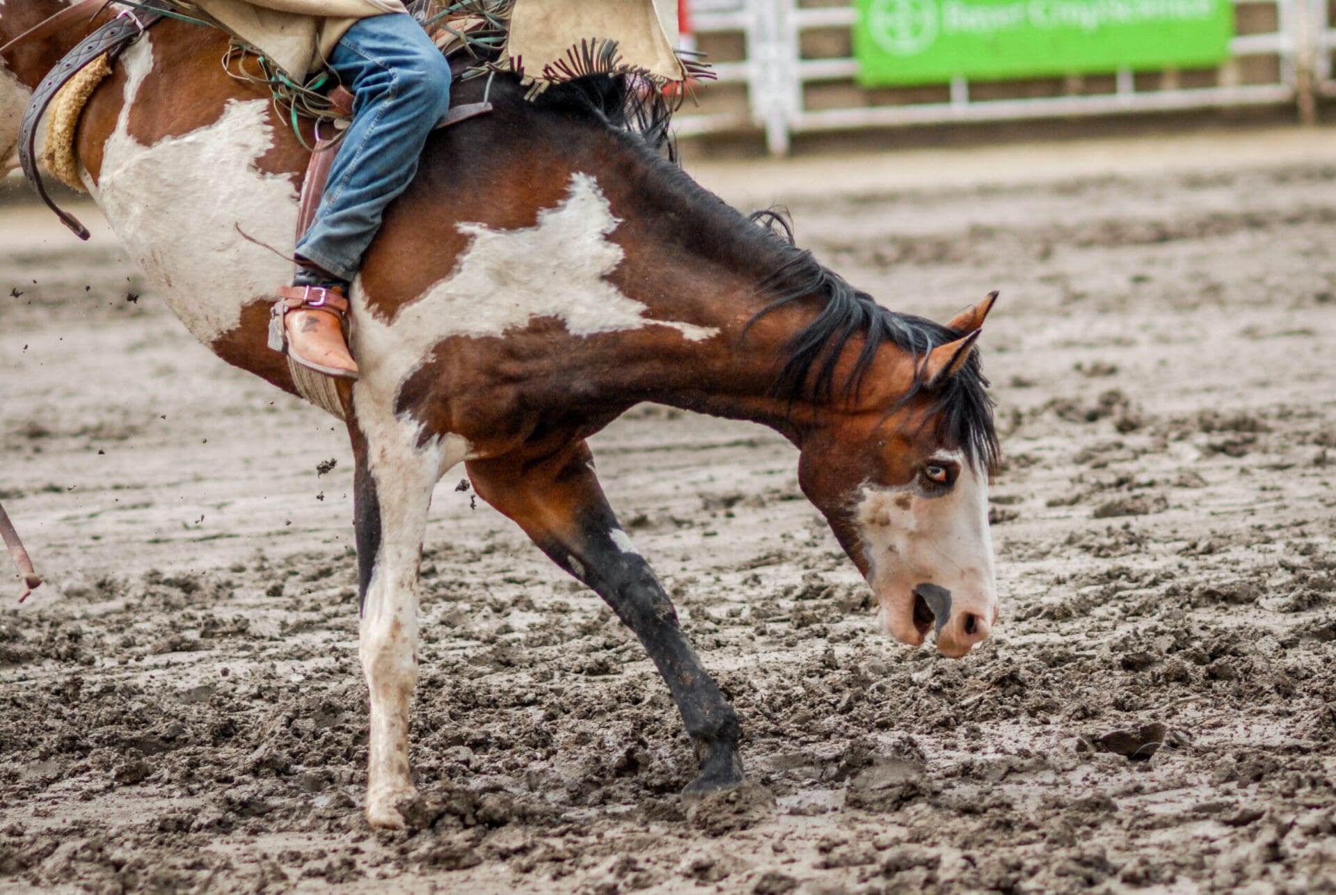 A bucking horse shows signs of stress during a saddle bronc event.