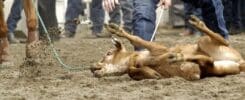 calf roping rodeo event