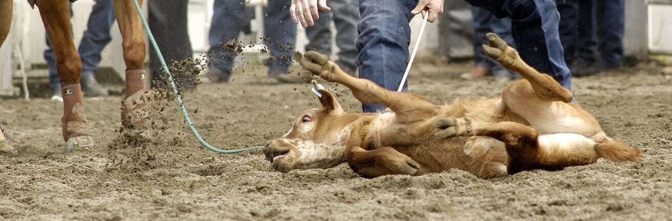 calf roping rodeo event