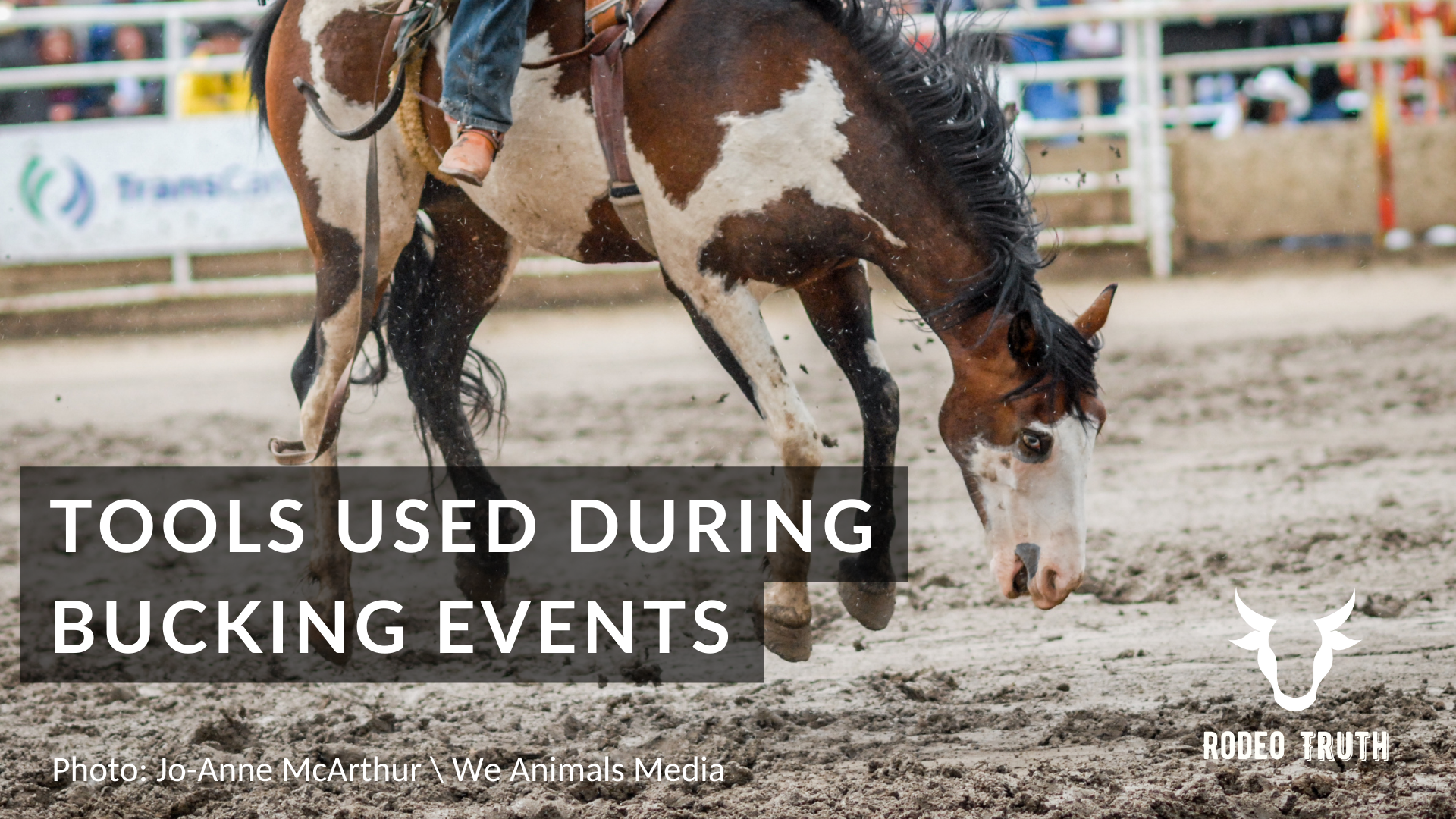 A horse bucks during a Calgary Stampede rodeo event with a text overlay reading "Tools used during bucking events"