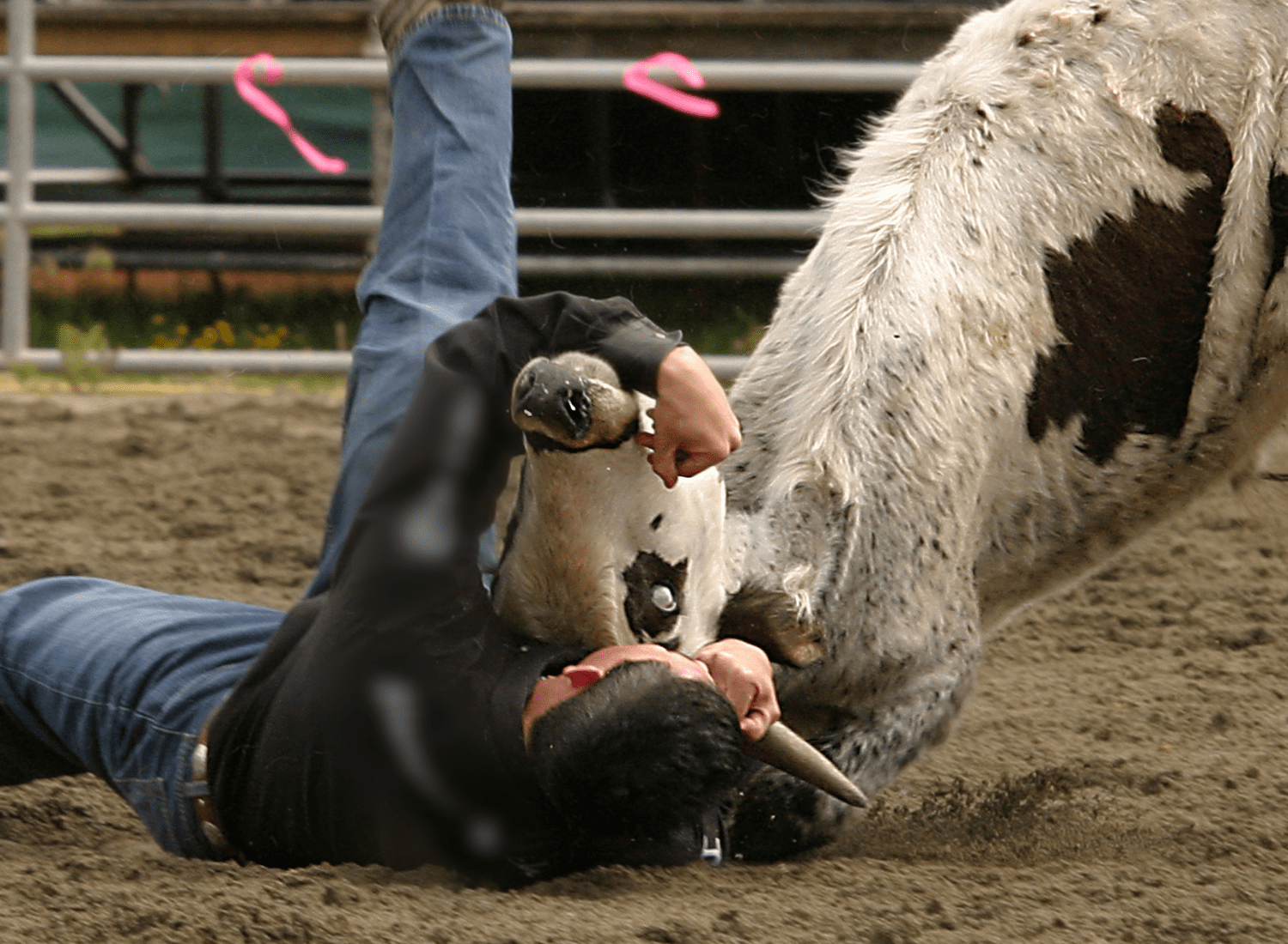 A rodeo participant twists the head of a steer back so his eye white is visible
