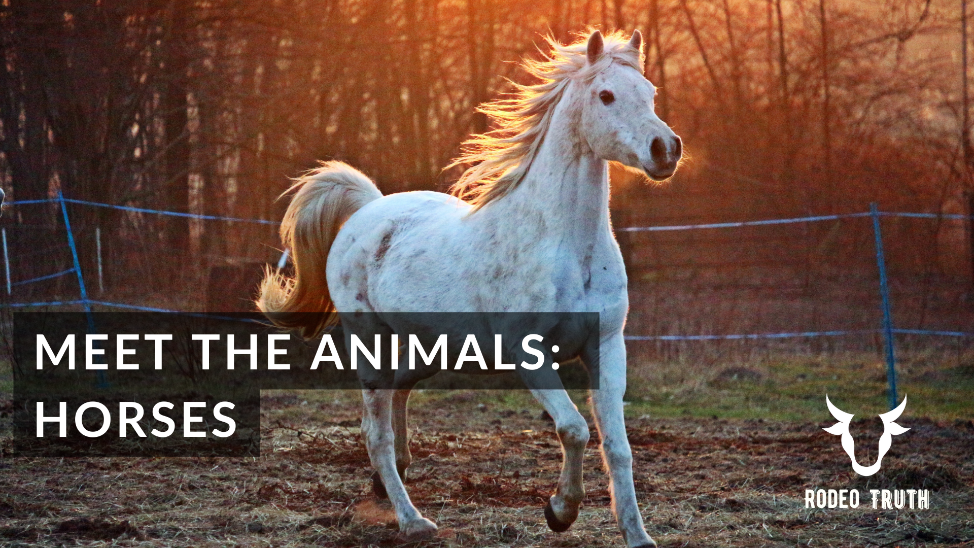 A white horse canters in a paddock at sunset with a text overlay that reads "Meet the animals: horses"
