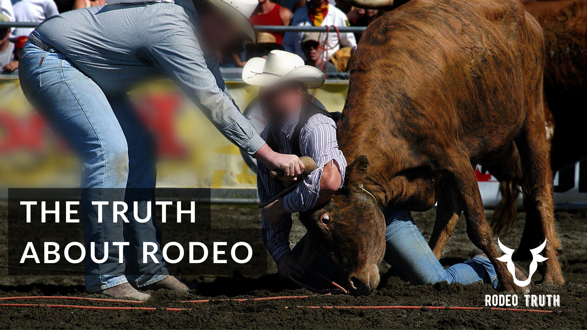 A steer displays eye white during a steer wrestling event; a text overlay reads "The truth about rodeo"