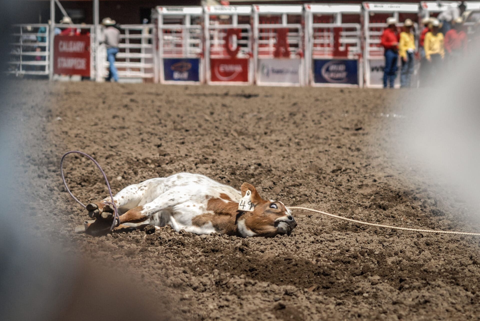 A young calf lies on the ground during a roping event at the Calgary Stampede