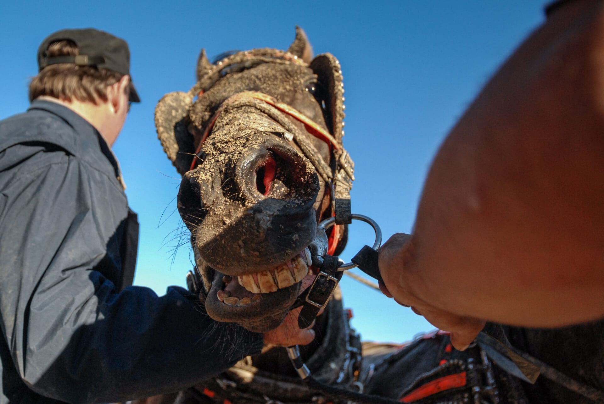 A horse who has just run in the chuckwagon races at The Calgary Stampede.