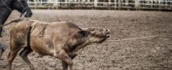 A bull is pulled on a rope while drooling heavily after a bucking event at the Calgary Stampede.