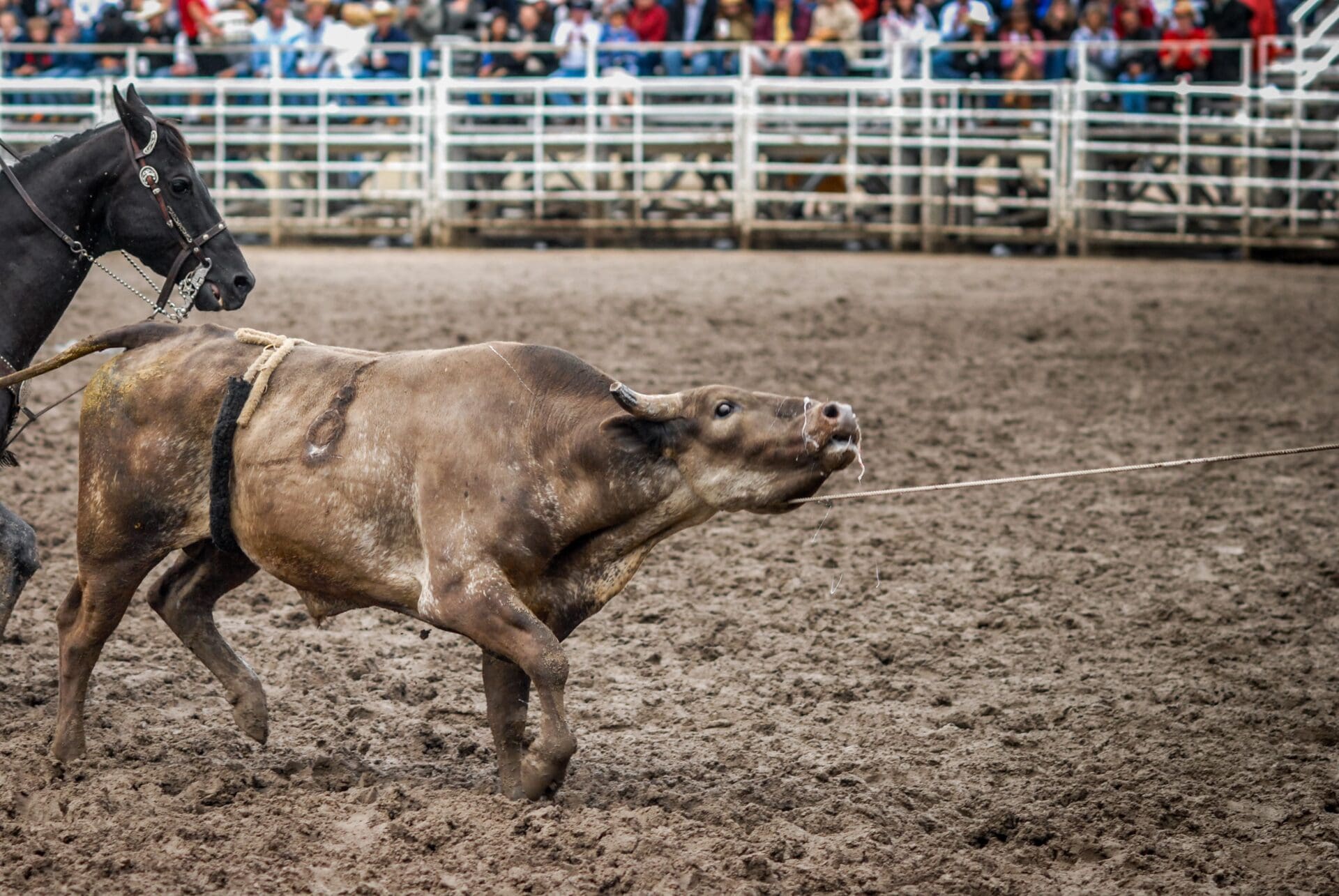 A bull is pulled on a rope while drooling heavily after a bucking event at the Calgary Stampede.