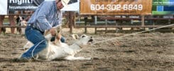 A calf shows signs of stress on the ground while a rodeo contestant ropes his legs.