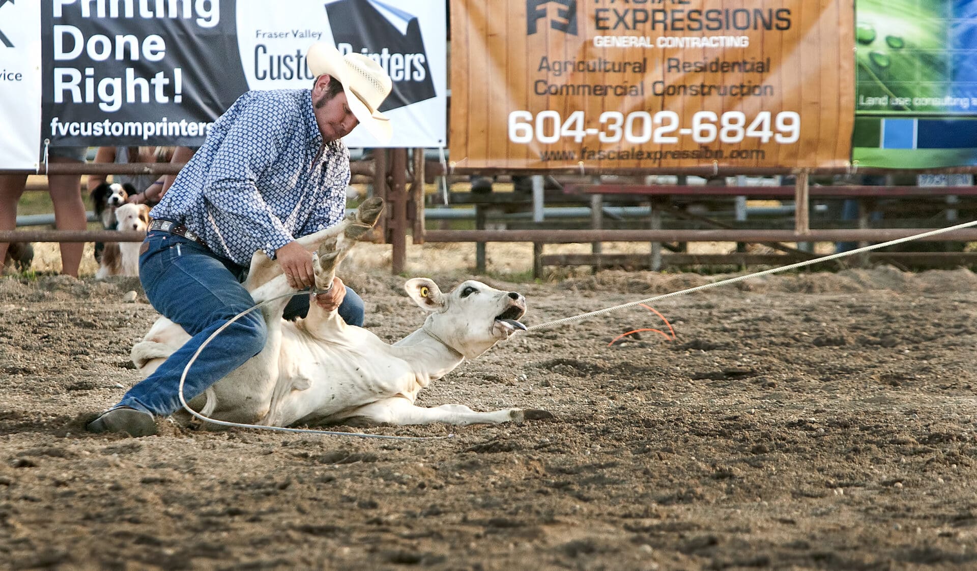 A calf shows signs of stress on the ground while a rodeo contestant ropes his legs.