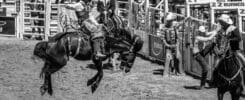 A bucking horse in the Calgary Stampede rodeo.